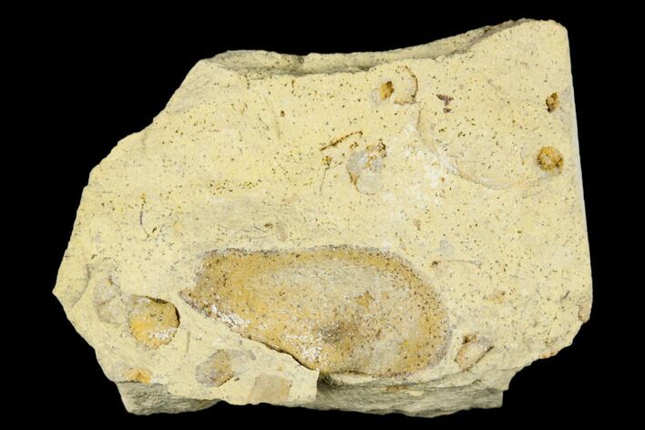 Ordovician Bivalve (Ctenodonta) Fossil - Wisconsin #174393